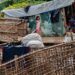 ‘Don’t cut the aid’: Insecurity worsens for stateless Rohingya, says UNHCR’s Grandi